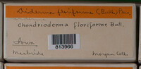 Diderma floriforme image